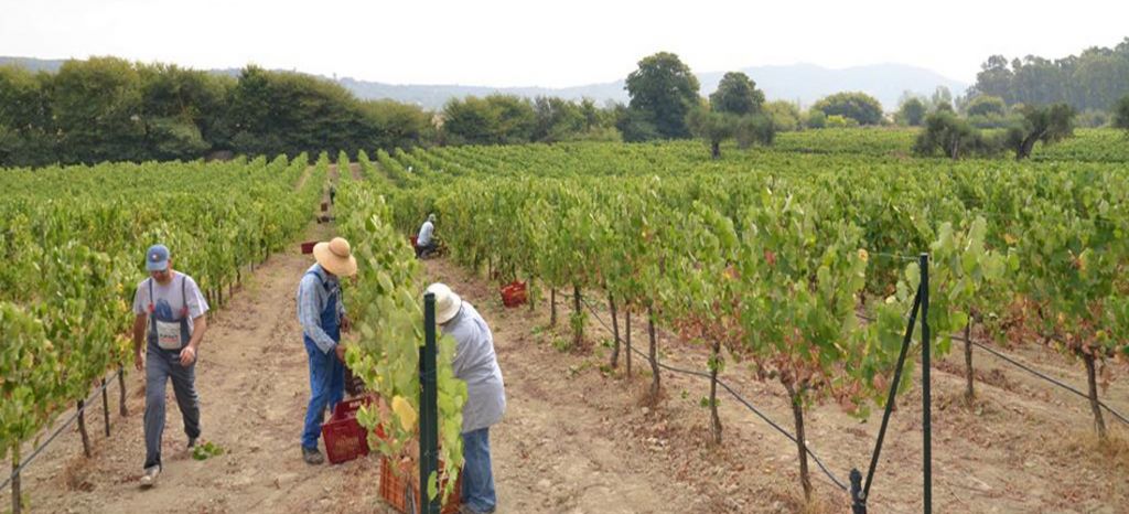 One of Corfu's most historic Vineyards